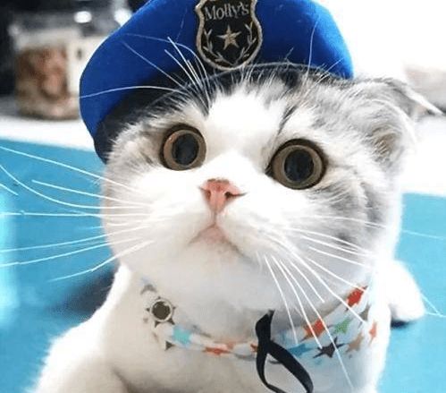 猫和西瓜版2024下载-猫和西瓜下载手机版v.1.48