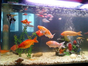 轻松养鱼水族馆安卓版下载-轻松养鱼水族馆整合包下载v.3.88